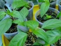 «БиоГрунт» - доставка растительных удобрений. Успей купить по прошлогодней цене!